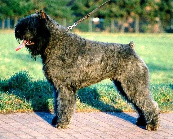 Orry Du Faran | Bouvier des Flandres 