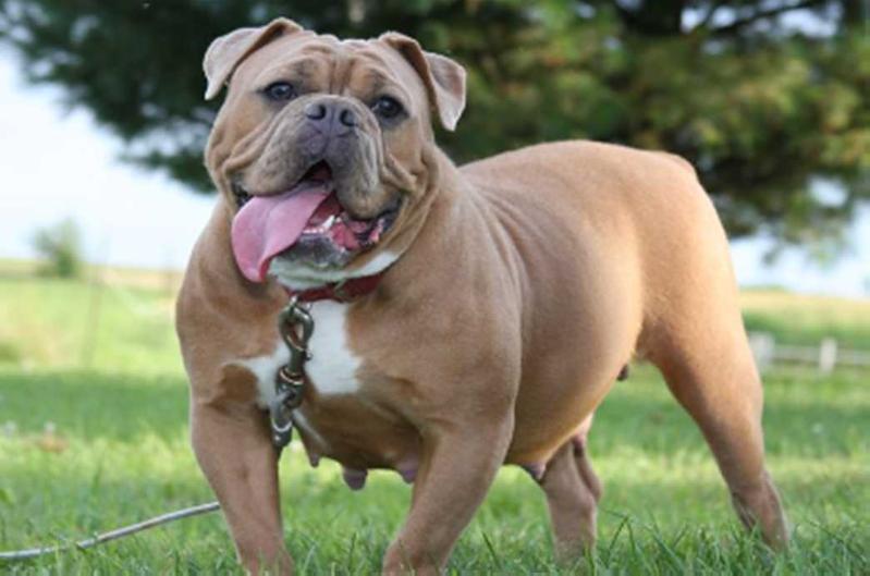 Joyful Acres Misty | Olde English Bulldogge 