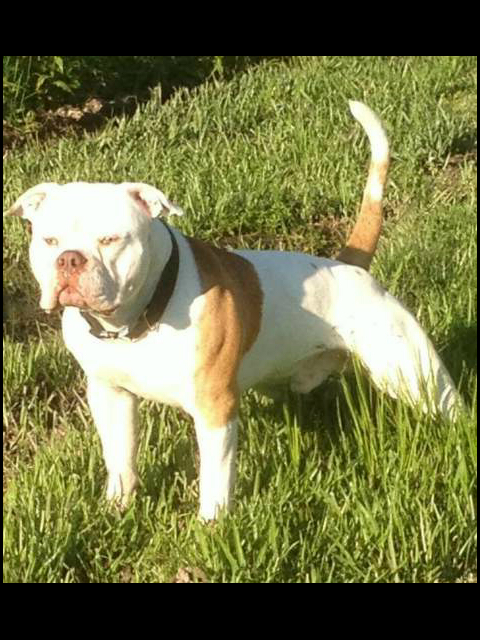 Texas Brand's Boomer | American Bulldog 