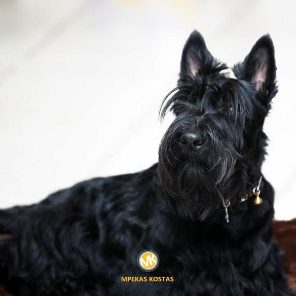 Mariss Once Upon A Time | Scottish Terrier 