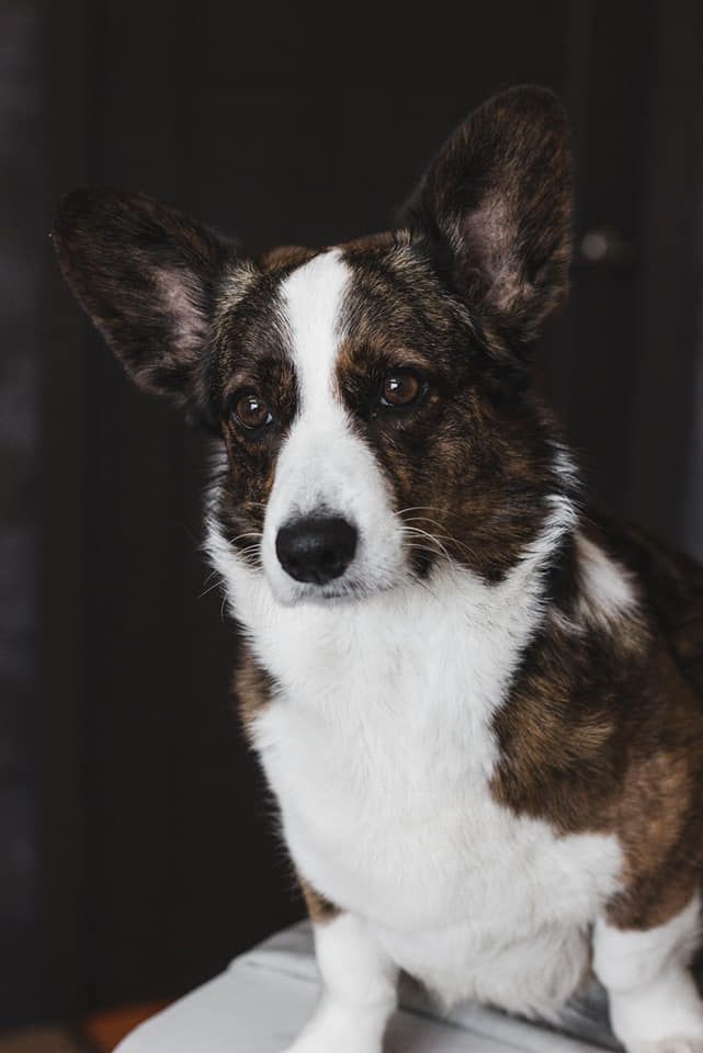 MAJOR POINT HOLLY | Cardigan Welsh Corgi 