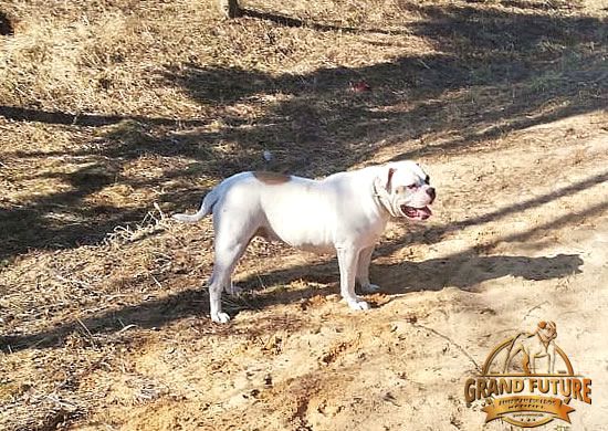 Grand Future Galaxy | American Bulldog 