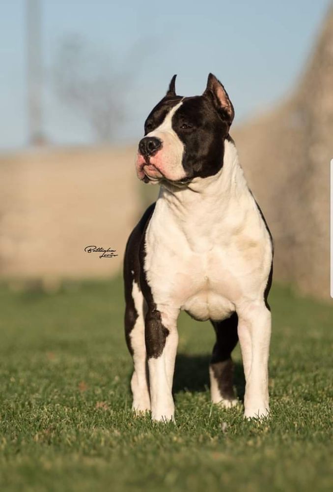 Devil Junior Bomber Long Step | American Staffordshire Terrier 