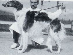 Jablochkov des Mariettes | Borzoi 