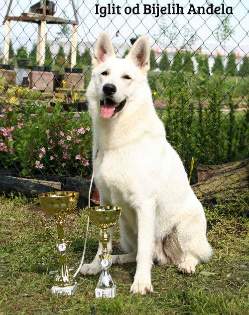 Iglit Od Bijelih Andela | White Swiss Shepherd Dog 