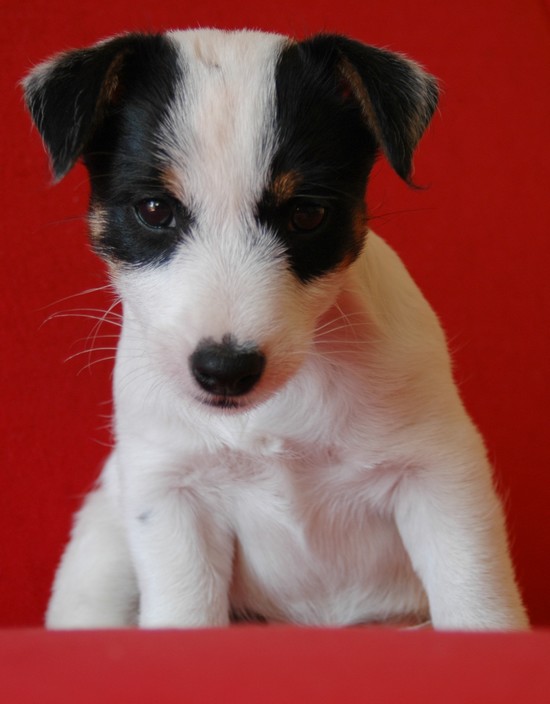 Arikan zo Spolocenstva vlka | Jack Russell Terrier 