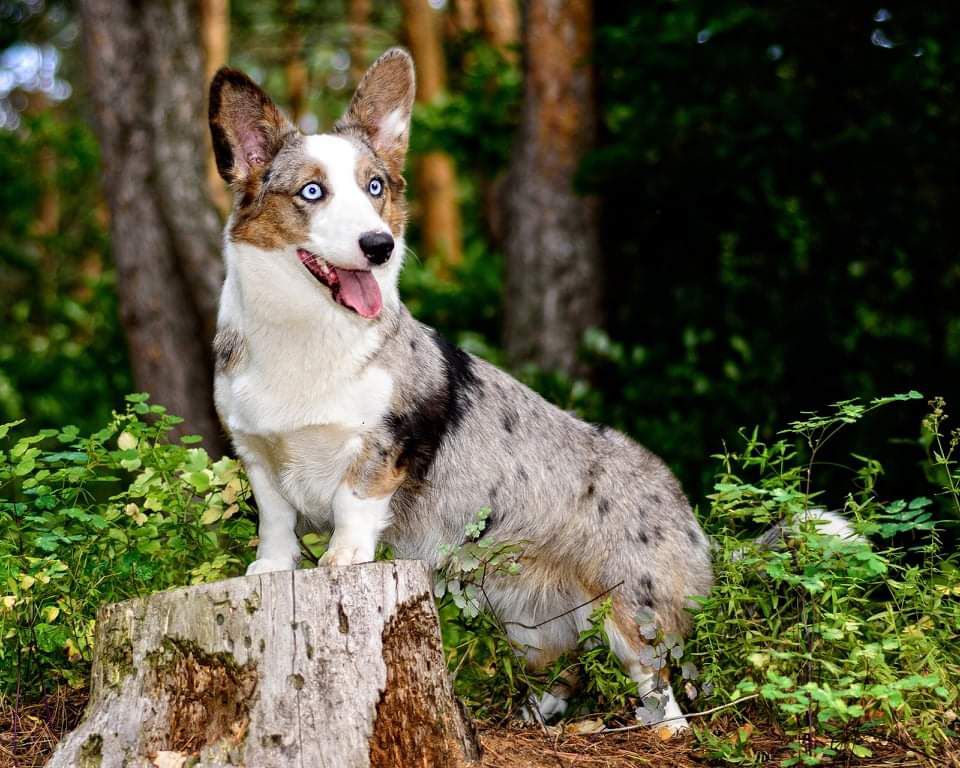 Astersland Get It On | Cardigan Welsh Corgi 