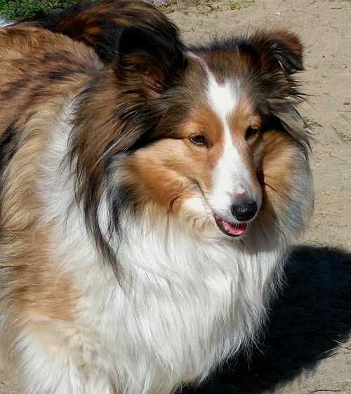 Elaraia Lil Mz Annie Oakleaves | Shetland Sheepdog 