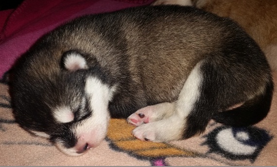 NIDAVI OF SNOWY DUST Malamute Sanctuary | Alaskan Malamute 