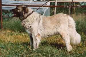 SETKH CHOLIYA | Caucasian Mountain Dog 