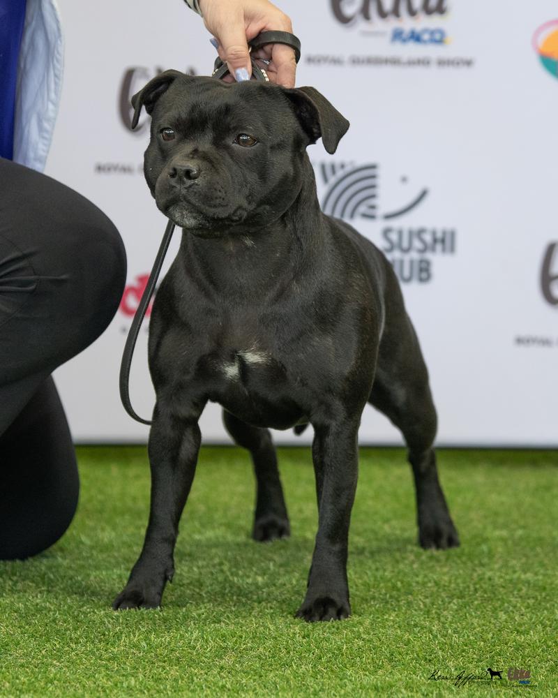 Kabere Yamademegofullninja | Staffordshire Bull Terrier 