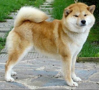 BENIAKA DI LIKIDADO | Shiba Inu 