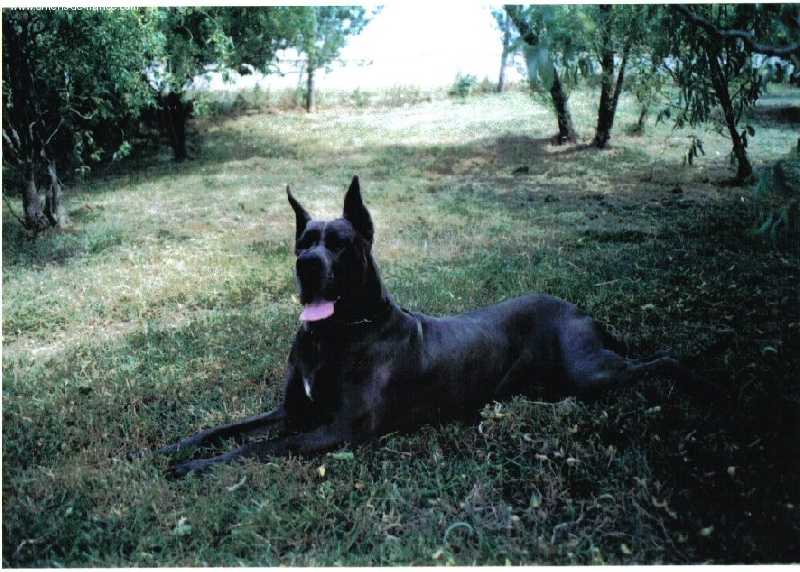 Magda de la Foret de Kaysersberg | Great Dane 