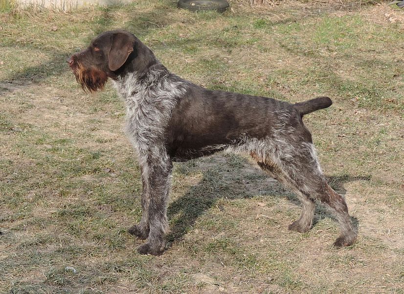 Kuno vom Neudeck | German Wirehaired Pointer 