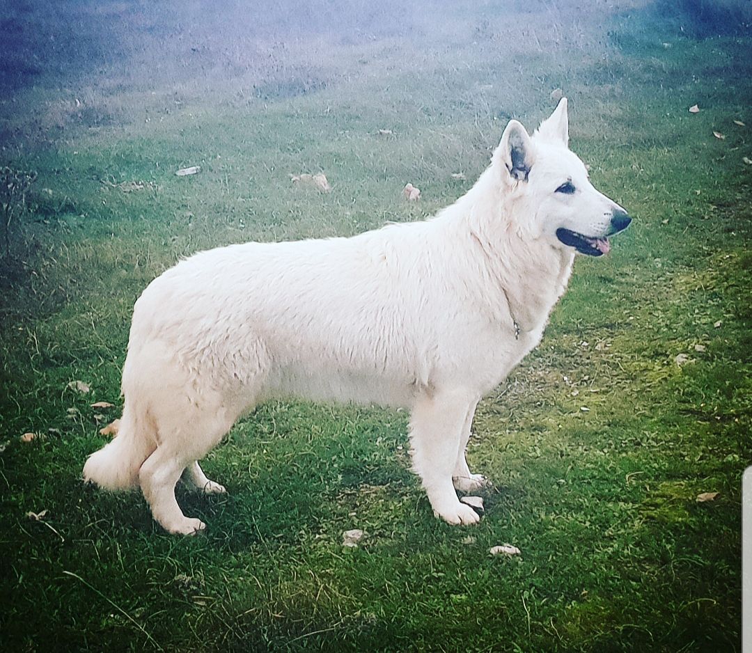 Vega de Reyes del Endrinal | White Swiss Shepherd Dog 