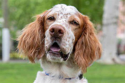 English Setter