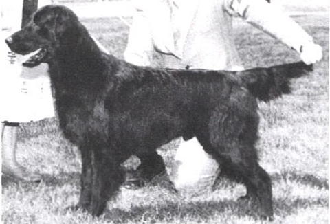 Wyndham's Feisty | Flat-Coated Retriever 