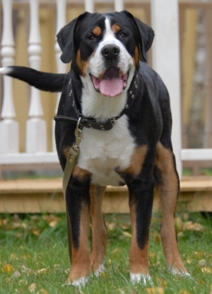 Korolevstvo Gornih Psov Caesar Vencedor | Greater Swiss Mountain Dog 