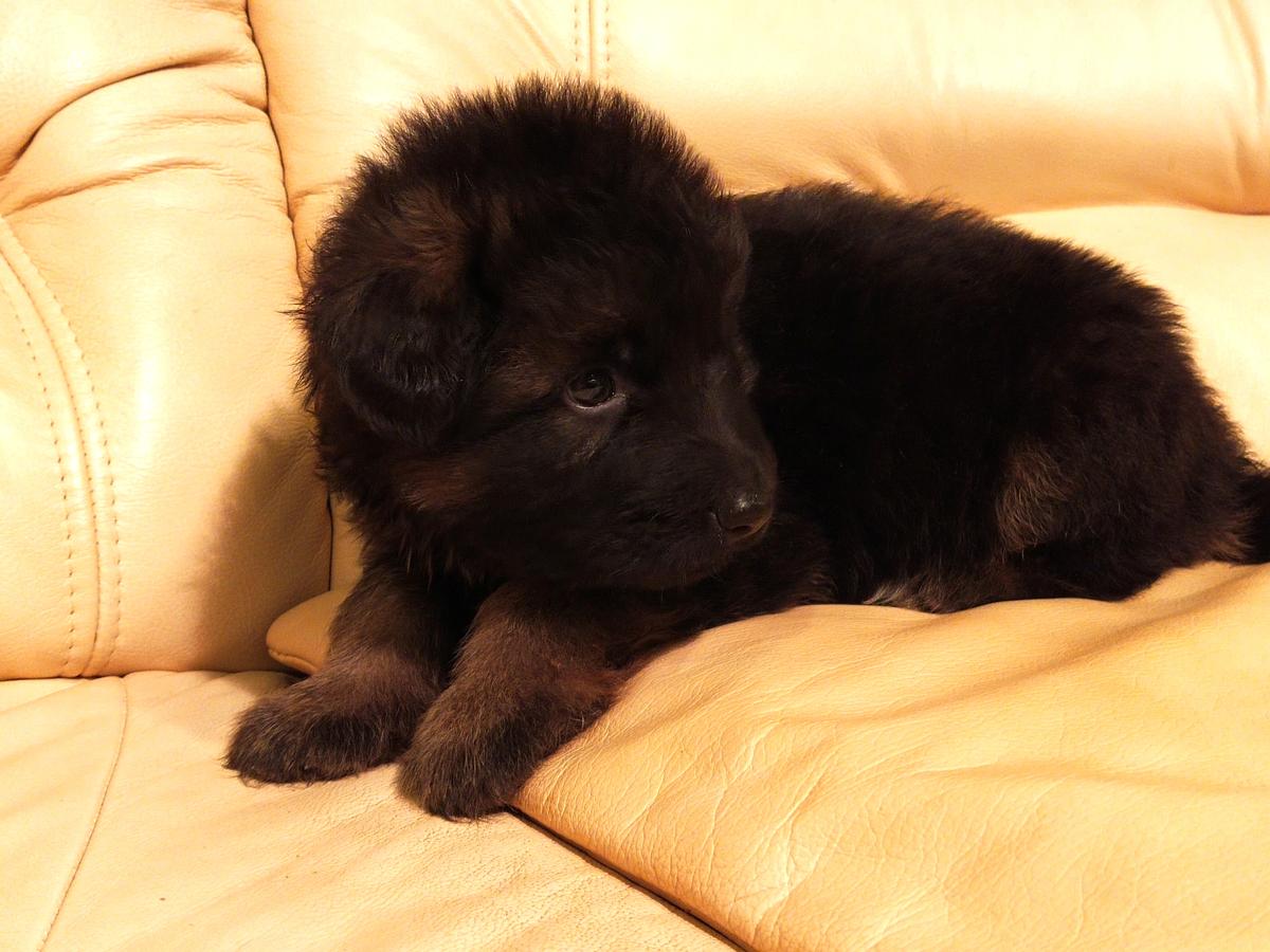 OLIVER FON KRISTIN HOF (Langhaarige) | German Shepherd Dog 