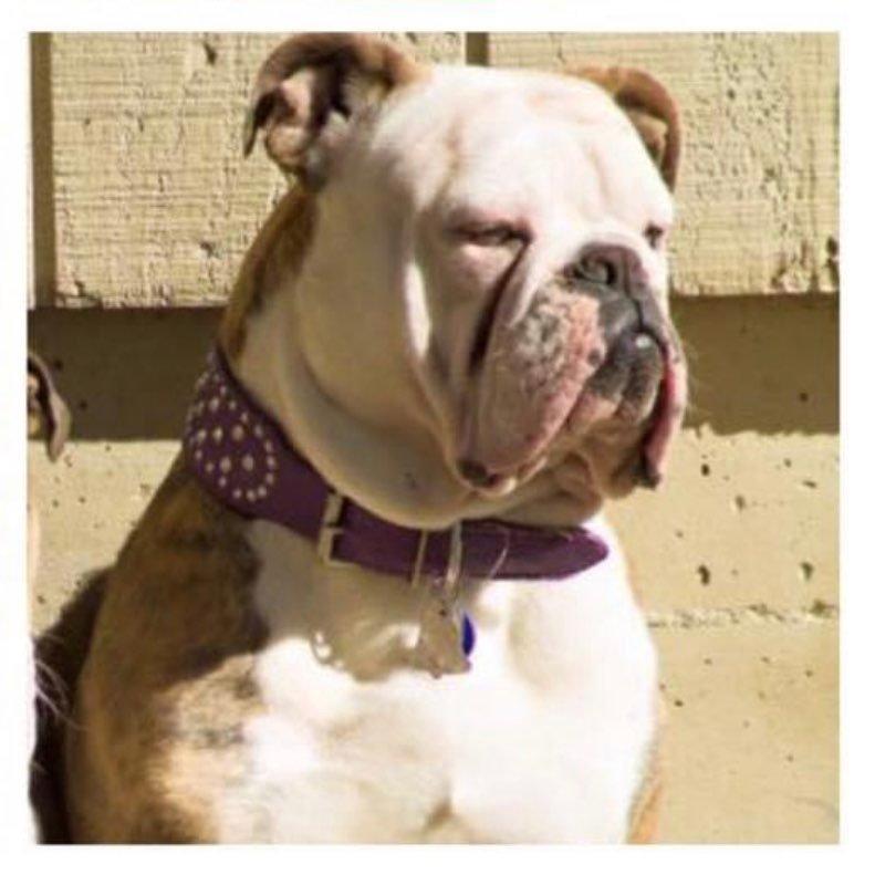 909 Bullies' Griselda Blanco | Olde English Bulldogge 