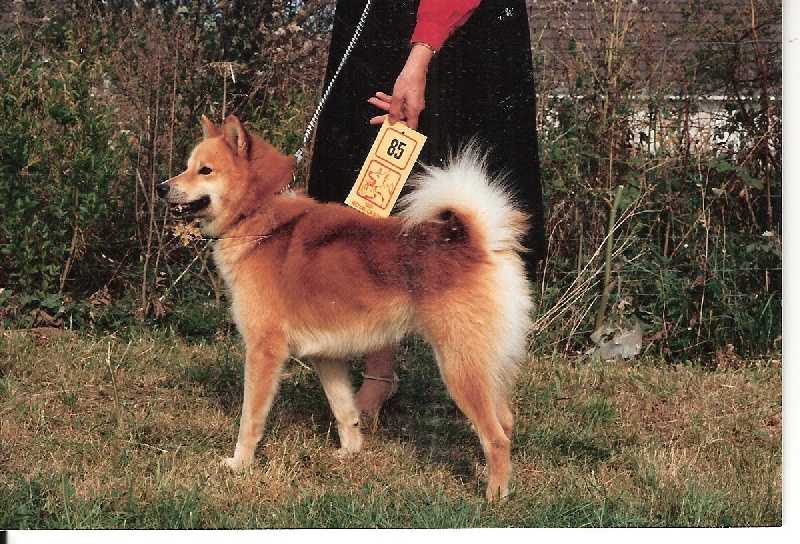 Nordlys Boltown ALEX | Finnish Spitz 