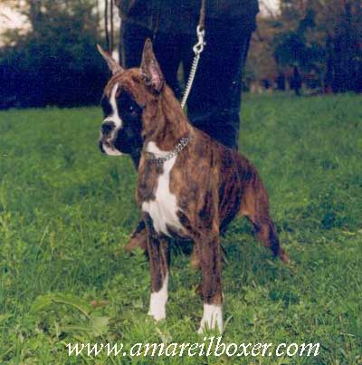 Felicia Dei Cieli Aperti | Boxer 