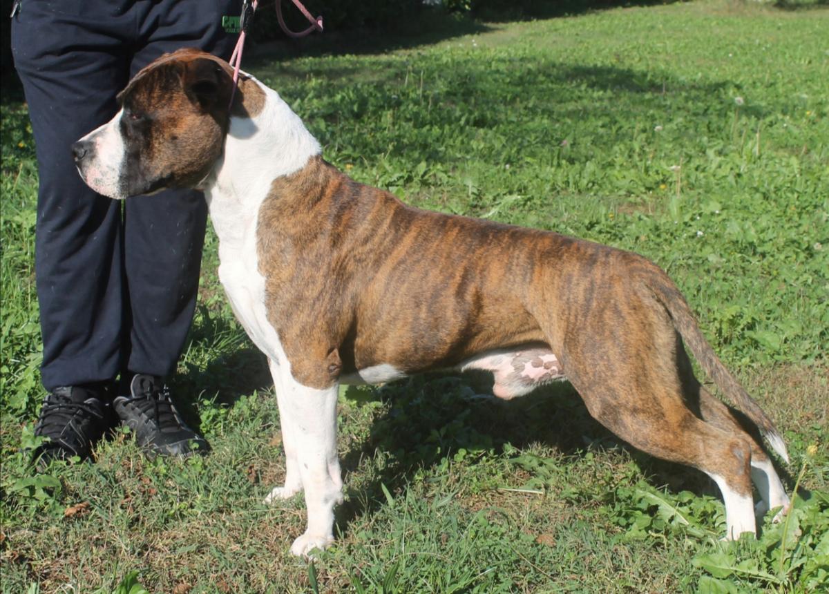 Moon Rock Landi's Alfa Alfa of De Paco | American Staffordshire Terrier 