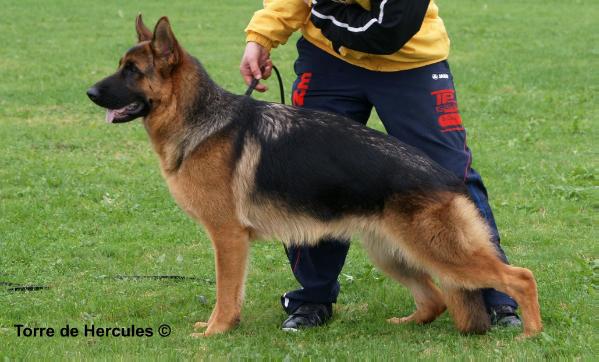 Ziwi del Seprio | German Shepherd Dog 