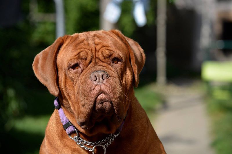 Malvira Des Petits Frenchies | Dogue de Bordeaux 