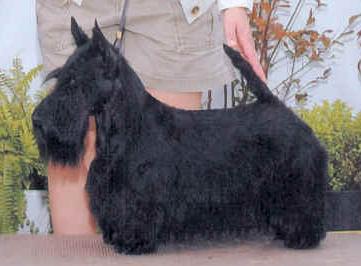 Anstamm Maryscot Prime Time | Scottish Terrier 