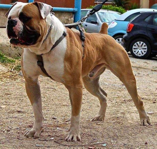 Massimo's Bruto | American Bulldog 