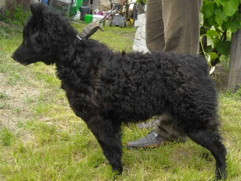 Királytelki Okos   Met.hu 2448/B/02 | Mudi 