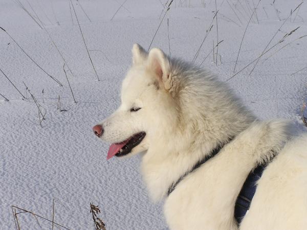 Zvezda Severa Iz Moskovskoy Metely | Samoyed 