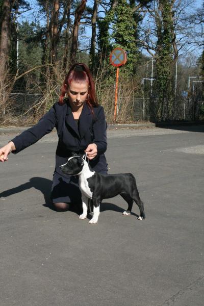 GM's Special Gift Of Wht Rck | American Staffordshire Terrier 