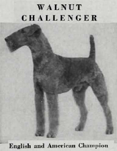 Walnut Challenger [Leonard Brumby's] | Airedale Terrier 