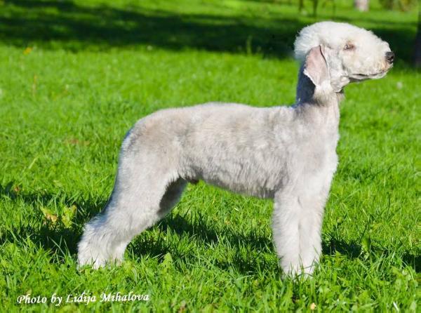 Gercog de Brazhelon Terra Latgale | Bedlington Terrier 