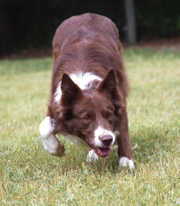 Rising Sun She's A Big Star | Border Collie 