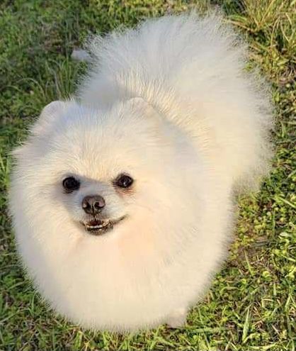 Stolanne's Lakota Serenade Lit'l White Buffalo | Pomeranian 