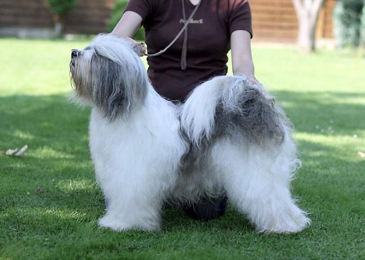 SILGARHI OBERON | Tibetan Terrier 