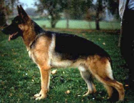 Alex vom Bergmannshof | German Shepherd Dog 