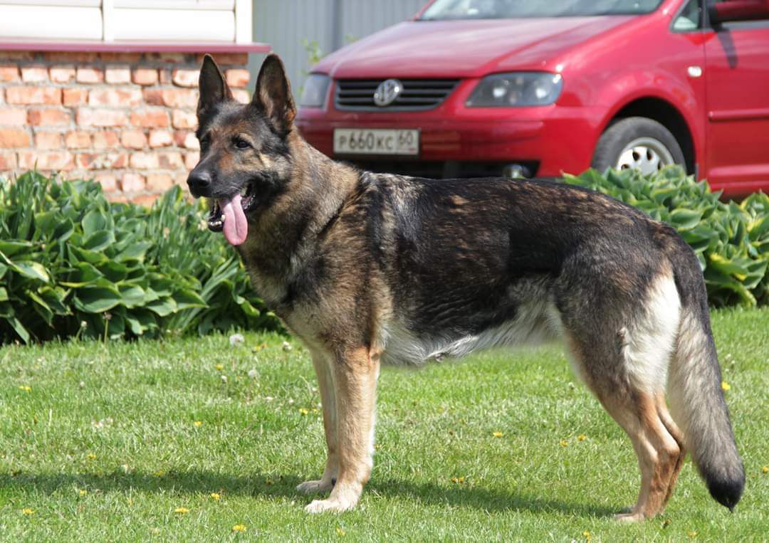 Pskovland Mercedes | German Shepherd Dog 