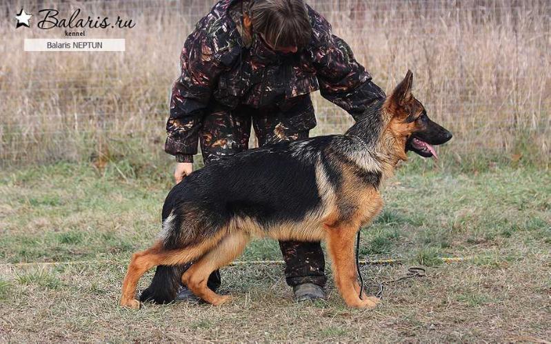 Balaris NEPTUN | German Shepherd Dog 