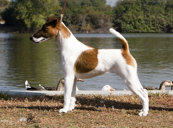 Frenchpark Sunlyn Soleil | Smooth Fox Terrier 