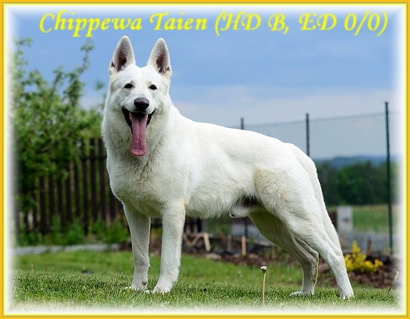 Chippewa Taien | White Swiss Shepherd Dog 