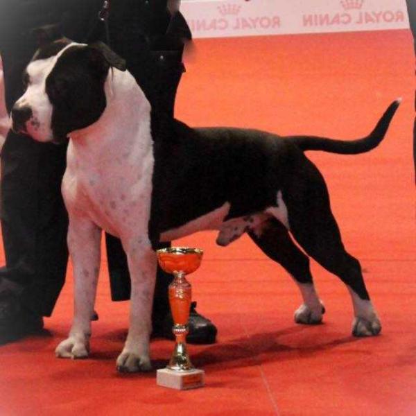 Ercule de l'ambrassie des kompystou | American Staffordshire Terrier 