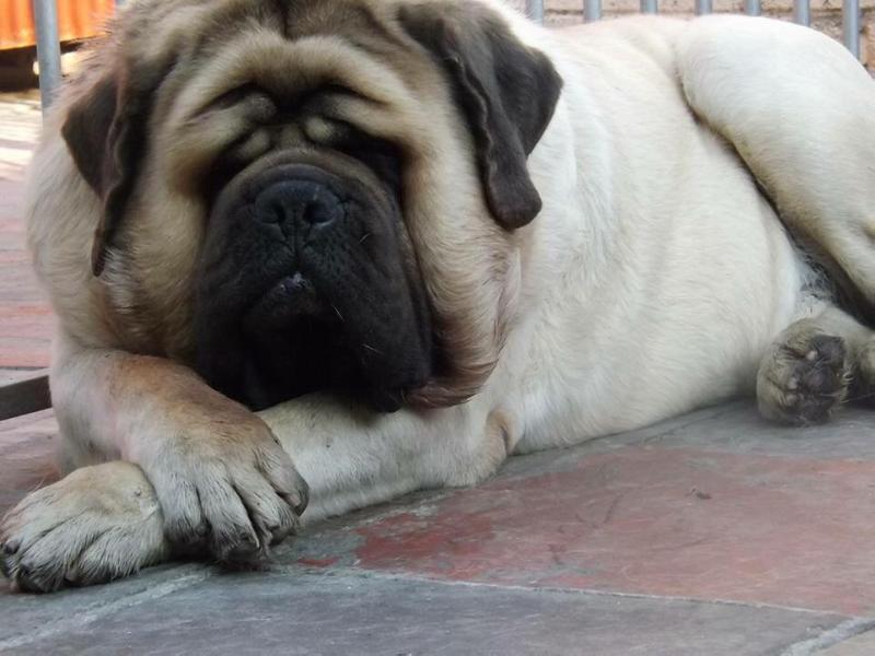 Alonzobar dreaming star | Mastiff 