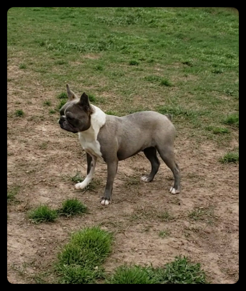 Just Because Kailani | Boston Terrier 