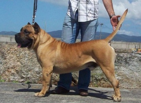 Celta | Perro de Presa Canario 