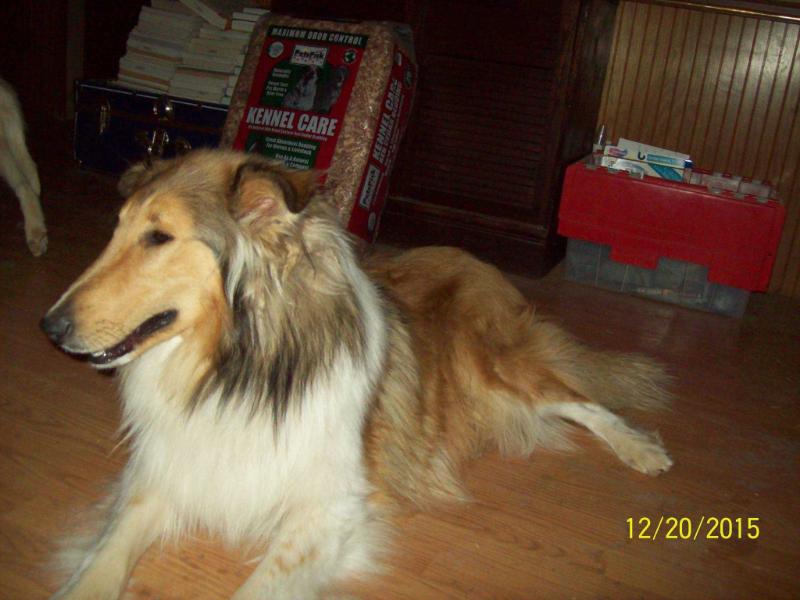 Windmark Gold Sovereign O'Windy Acres | Rough Collie 