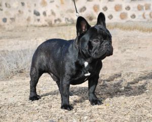 Emiel V.D. Mestreechteneekers | French Bulldog 